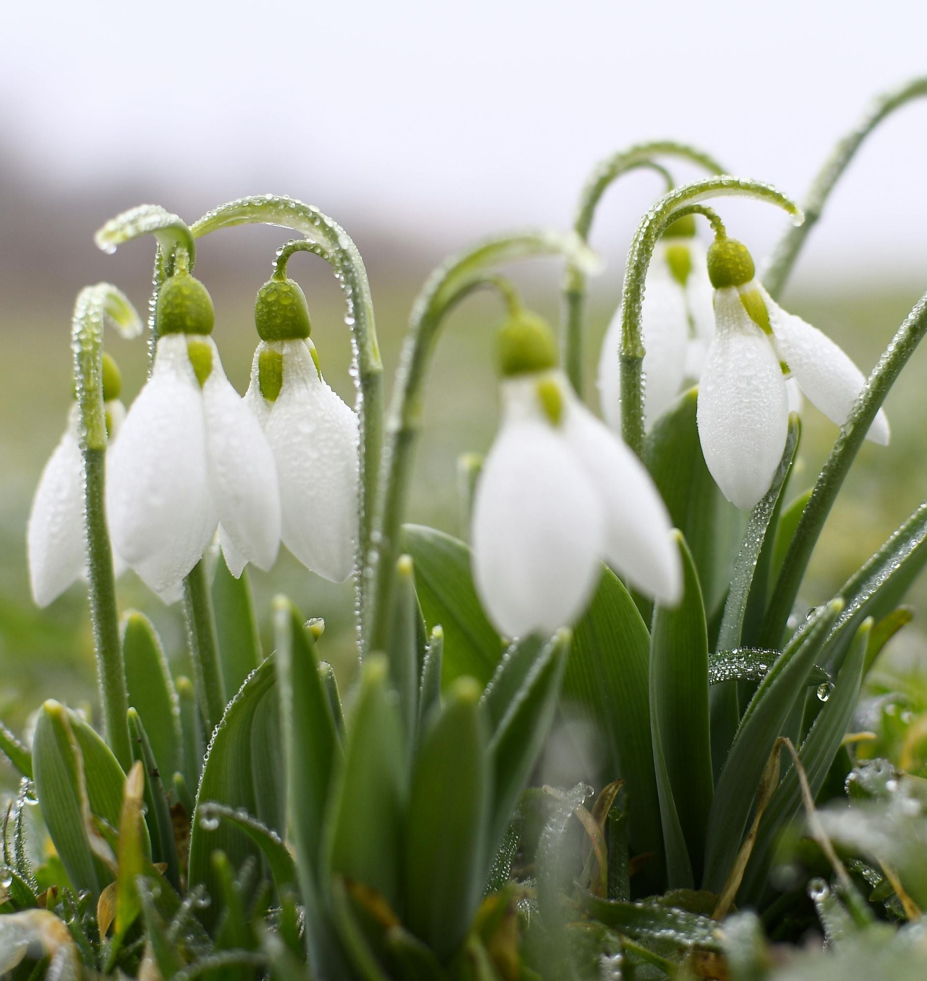 February: Wake the Garden Up Gently