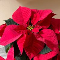 December: How Not to Accidentally Kill Your Christmas Plants