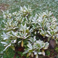 December in the Garden: Quiet Month, Big Opportunities