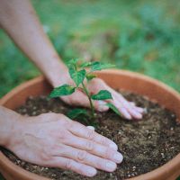 November: Lets Give Those Winter Pots a Little Love!