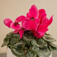 Your Essential November Checklist: Preparing the Garden for Winter