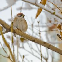 Winter Wildlife: How to Support Garden Visitors in November and December