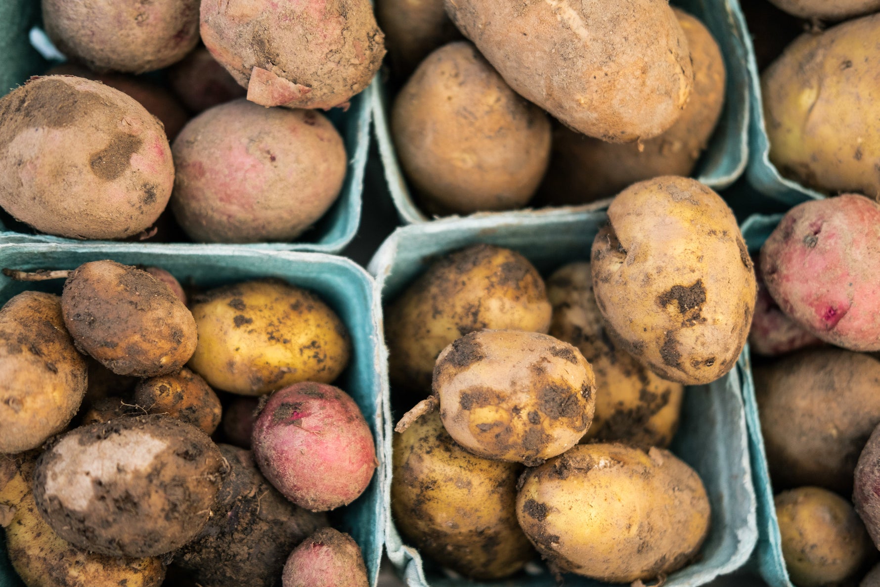 Gardening in February: Getting Started with Seed Potatoes 🥔