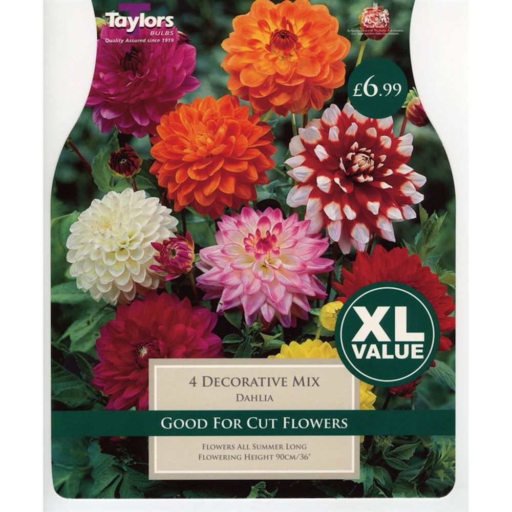 Dahlia Decorative Mix XL Value Pack