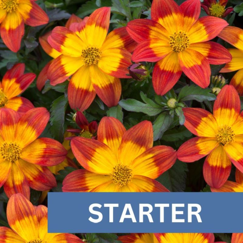 Bidens Blazing Fire Plug Plant