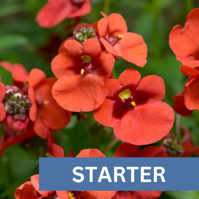 Diascia Diamond Orange Dk Plug Plant