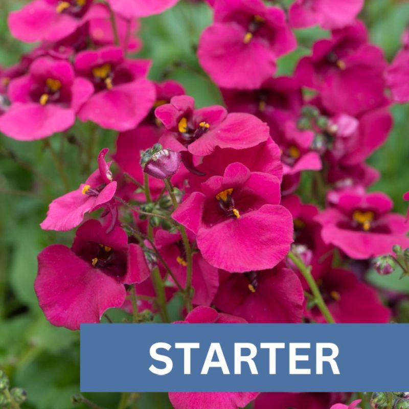 Diascia Diamond Fuchsia Plug Plant