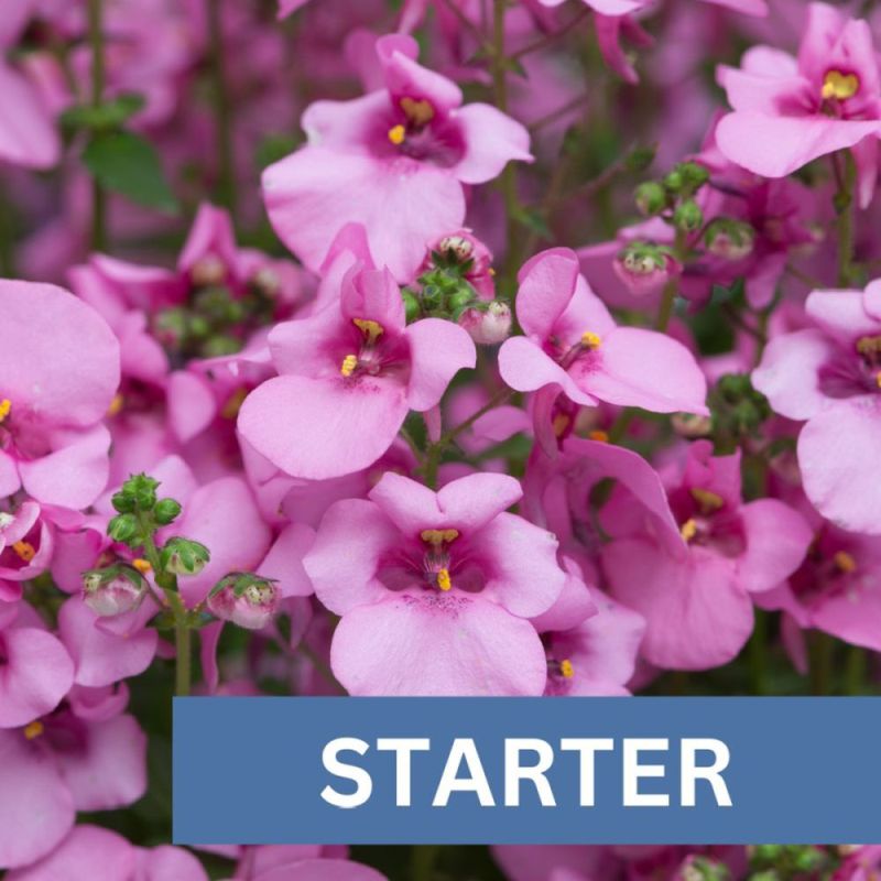 Diascia Diamond Pink Plug Plant