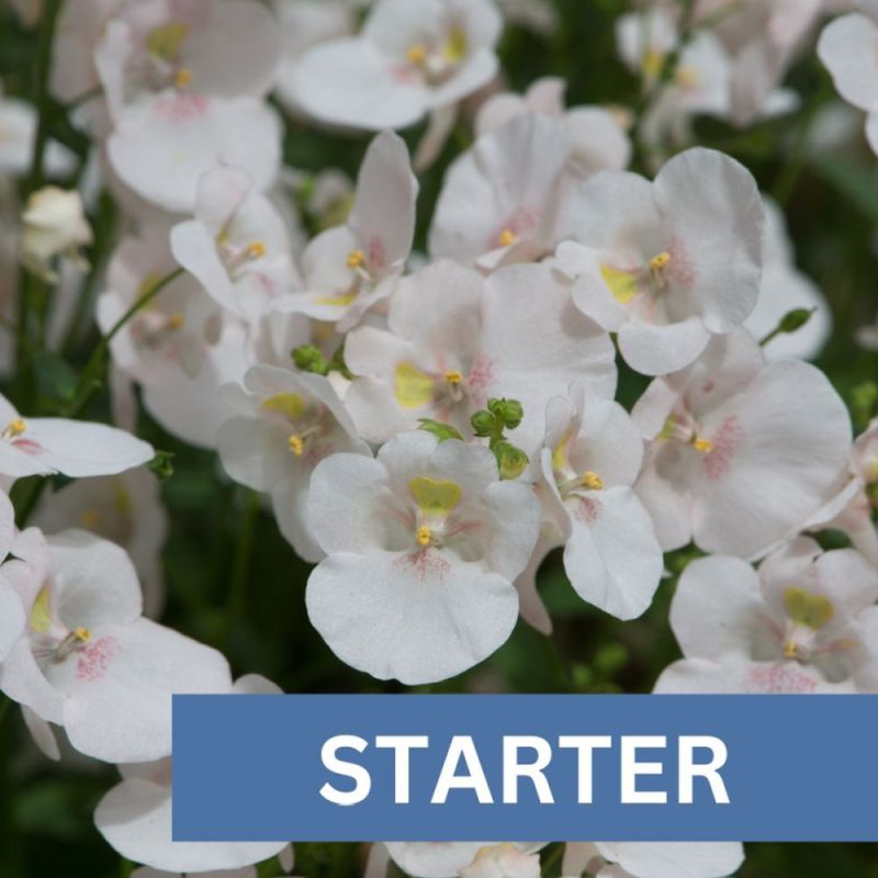 Diascia Diamond White Plug Plant