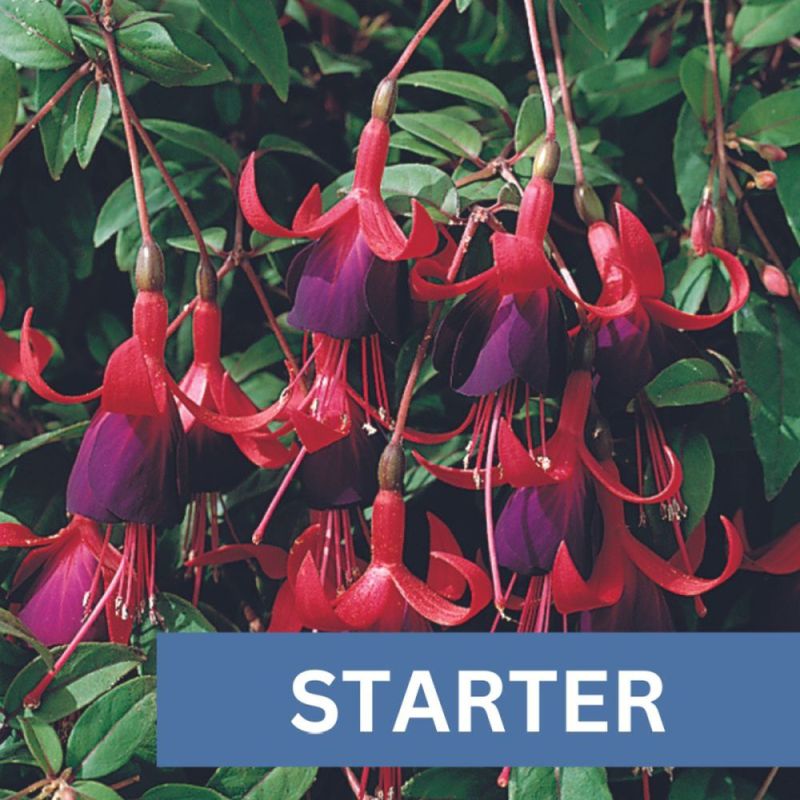 Fuchsia Uprt Brutus Plug Plant