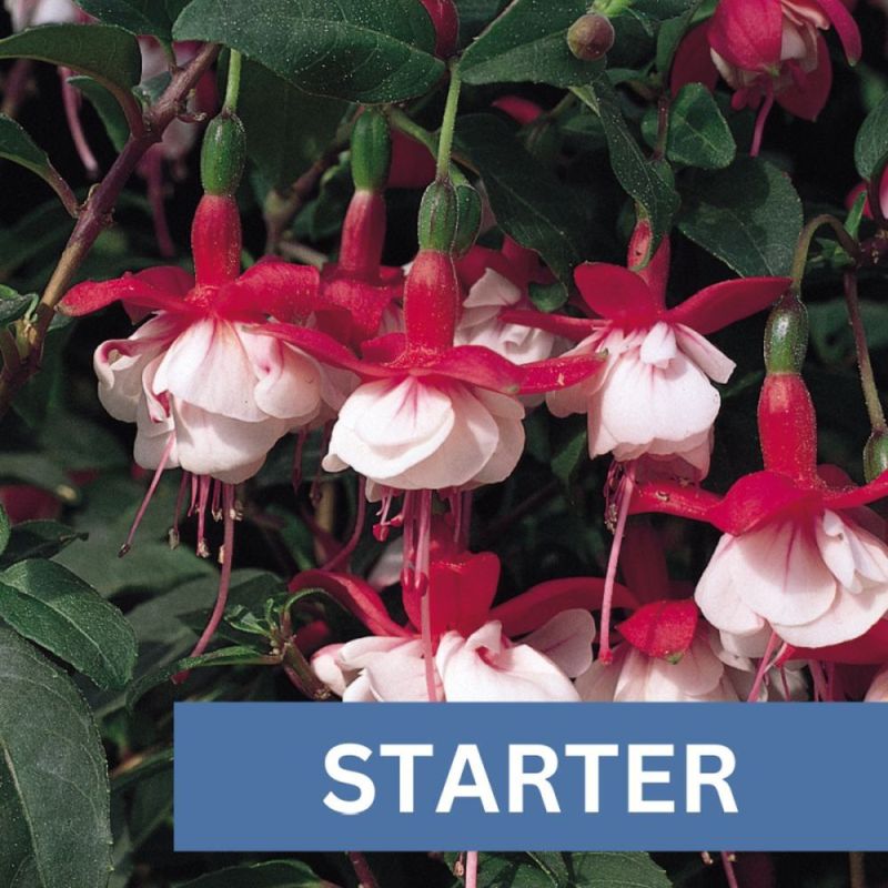 Fuchsia Uprt Snowcap Plug Plant