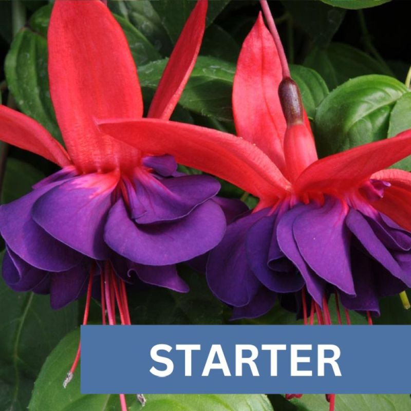 Fuchsia S Bell Voodoo Plug Plant