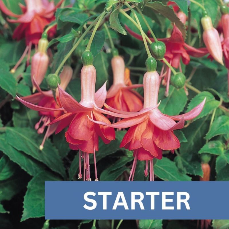 Fuchsia Dancing Flame Plug Plant