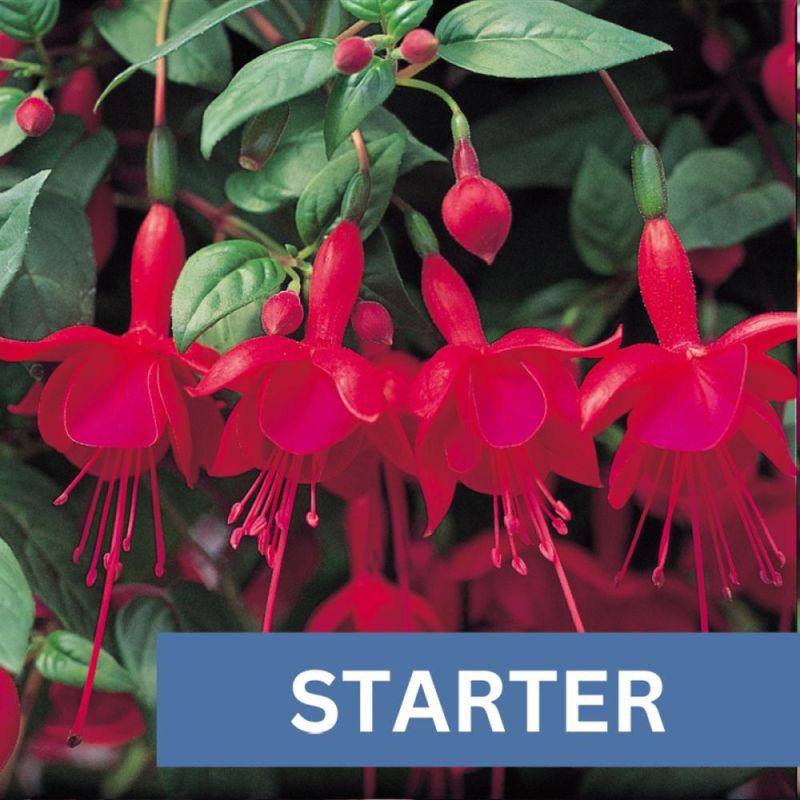 Fuchsia Marinka Plug Plant