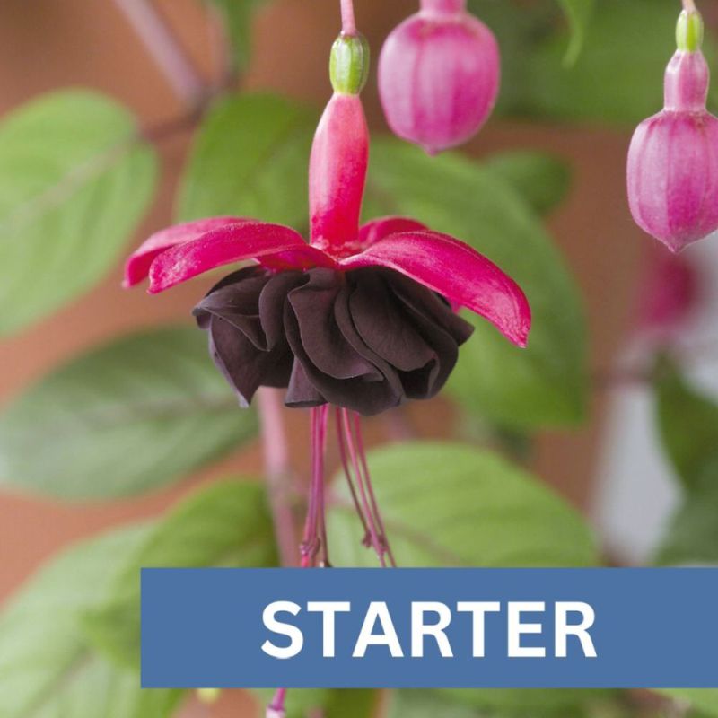 Fuchsia Uprt Blackie Plug Plant