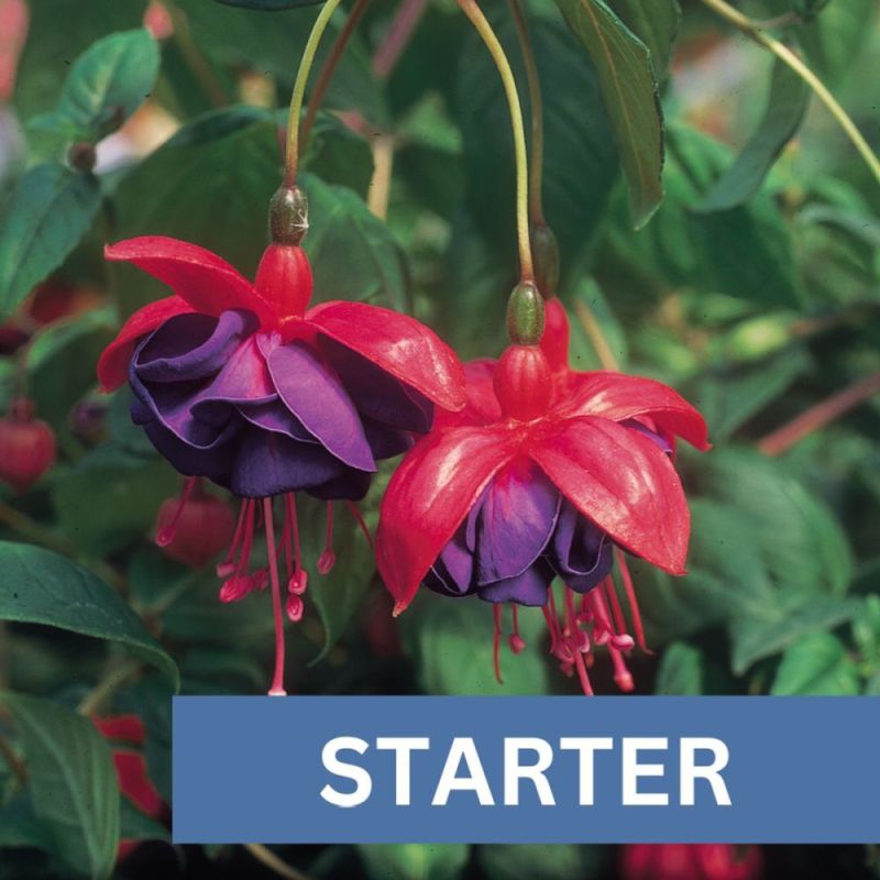 Fuchsia Dark Eyes Plug Plant