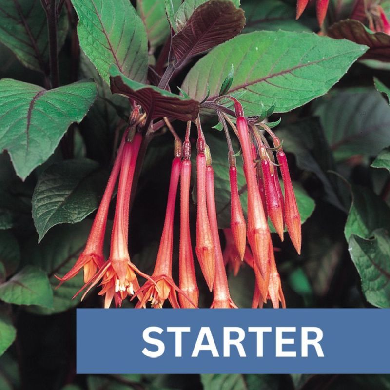 Fuchsia Uprt Koralle Plug Plant