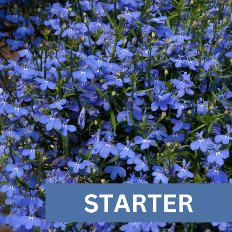 Lobelia Waterfall Blue Plug Plant