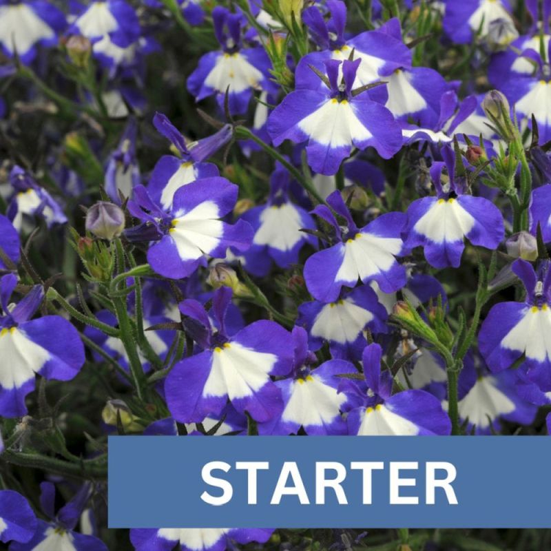 Lobelia Waterfall Blue Ice Plug Plant