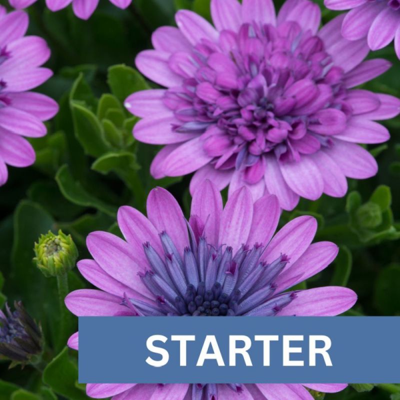 Osteospermum 3d Pink Plug Plant