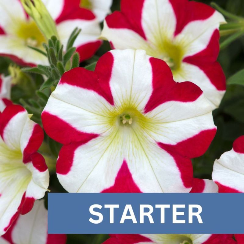 Petunia Amore King Of Hearts Plug Plant