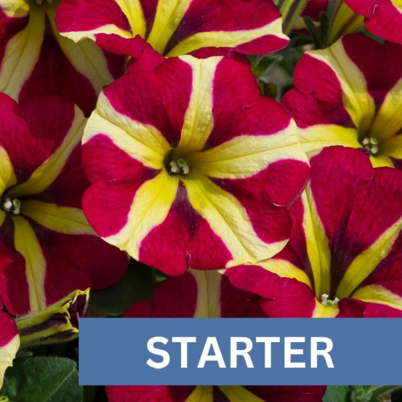 Petunia Amore Queen Of Hearts Plug Plant