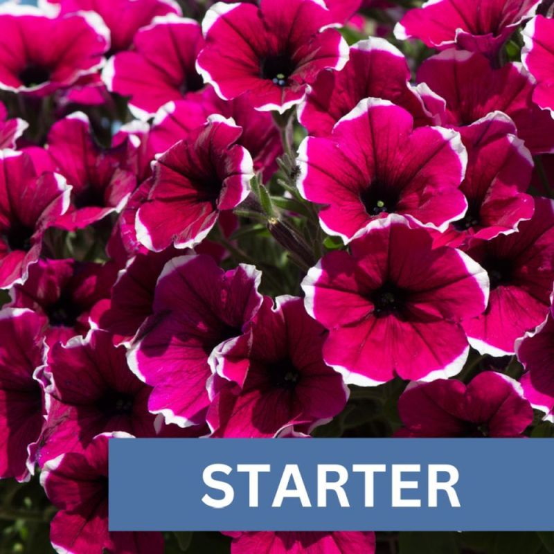 Petunia Cascadias Rim Cherry Plug Plant