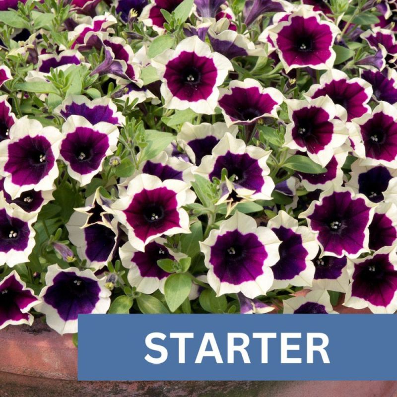 Petunia Cascadias Rim Magenta Plug Plant