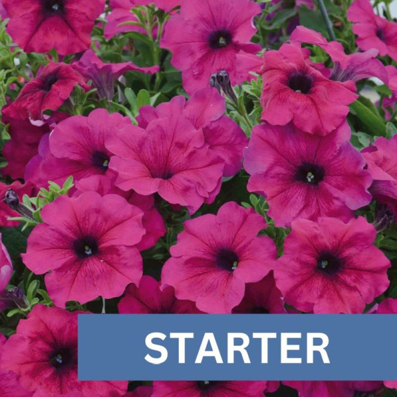 Petunia Fanfare PurpleRoyal Plug Plant