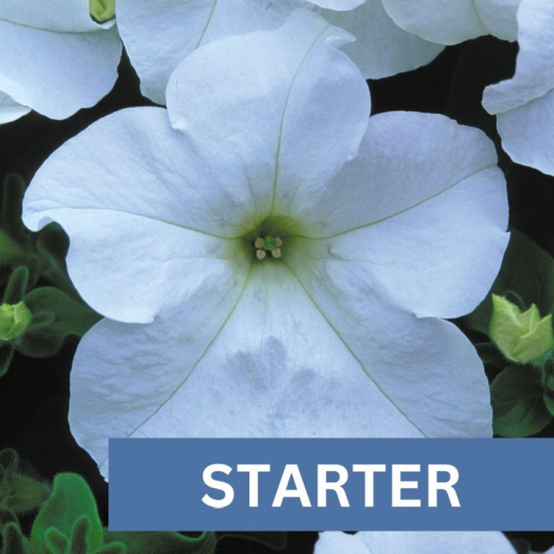 Petunia Fanfare White Plug Plant