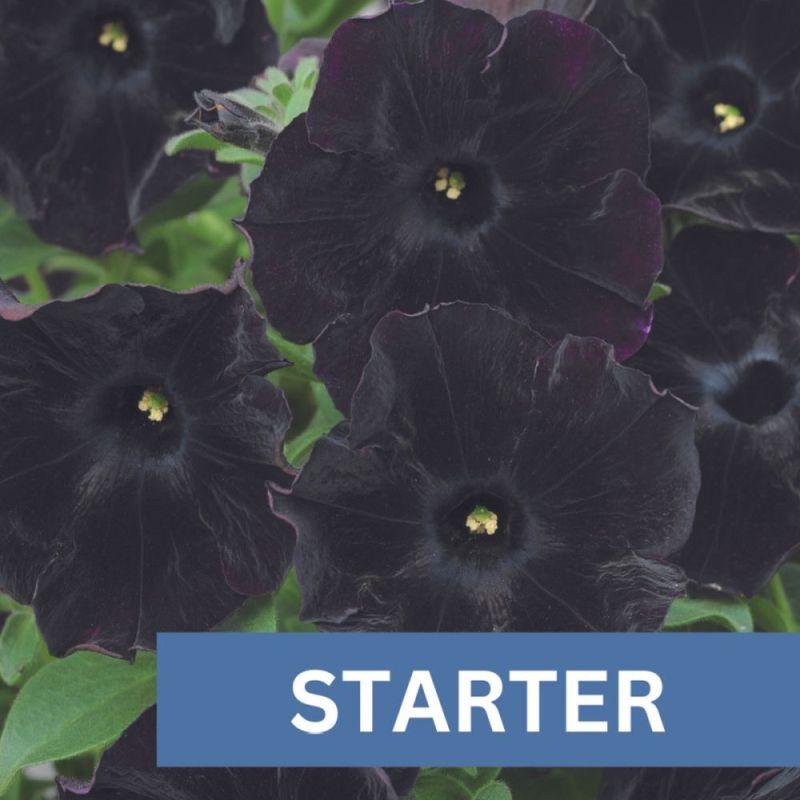 Petunia Black Velvet Ipd Plug Plant