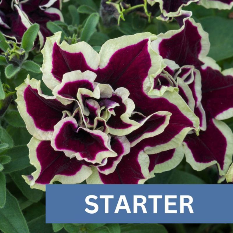 Petunia Dbl Tumblna Superstar Plug Plant