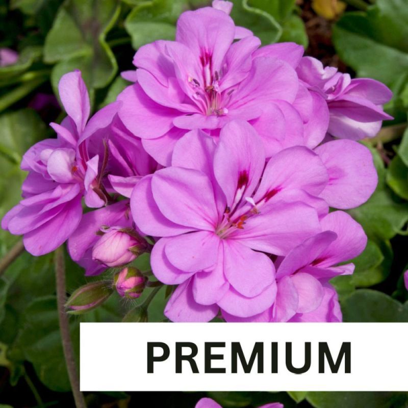 Geranium Ivy Precision Amethyst Plug Plant