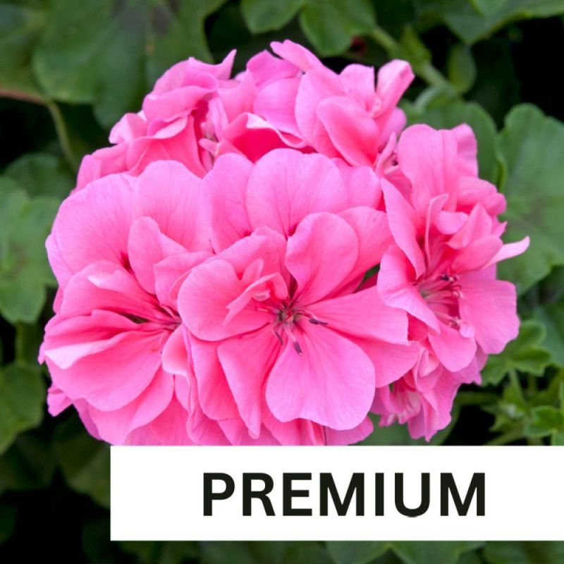 Geranium Ivy Precision Light Pink Plug Plant