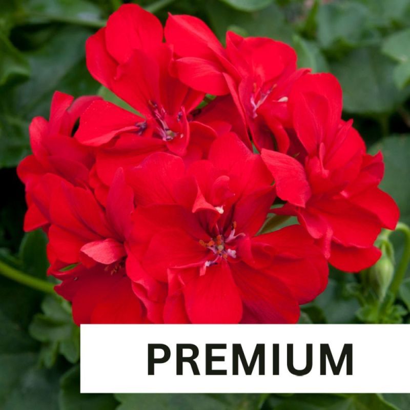 Geranium Ivy Precision Red Bright Plug Plant