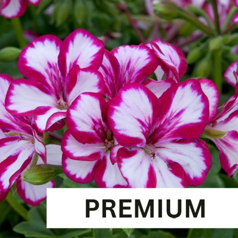 Geranium Ivy Supreme Burgundy White Plug Plant