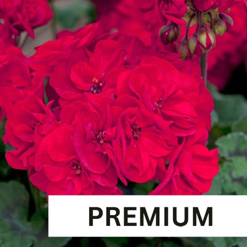 Geranium Zonal Fantasia Dark Red Plug Plant