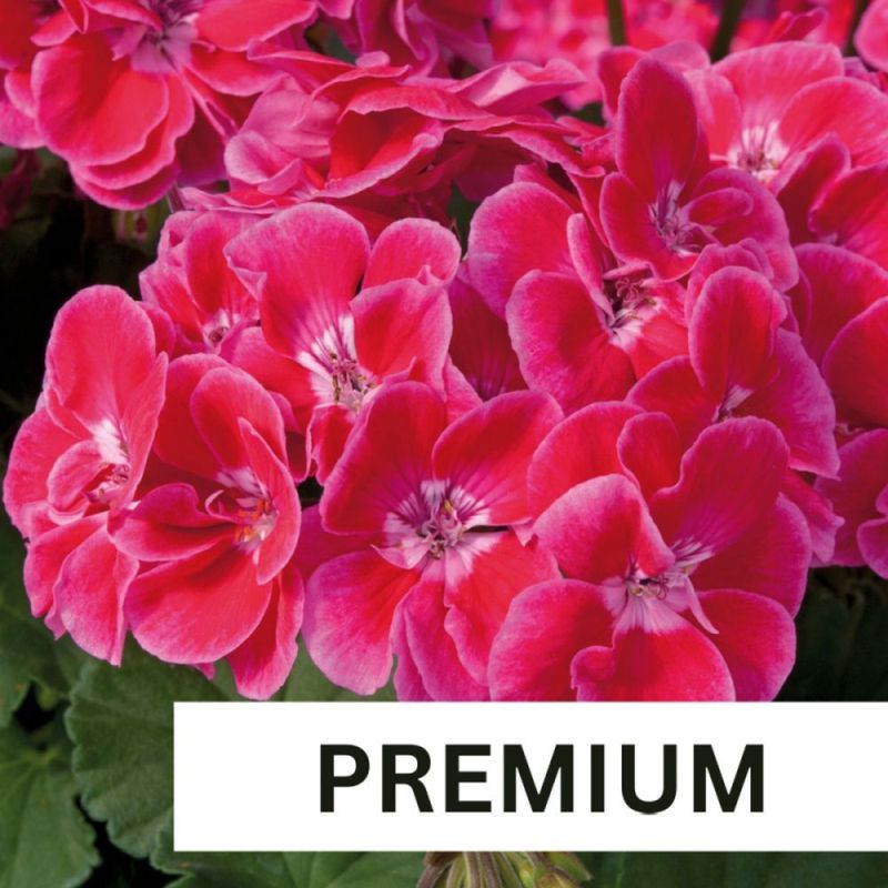 Geranium Zonal Fantasia Red Heart Plug Plant