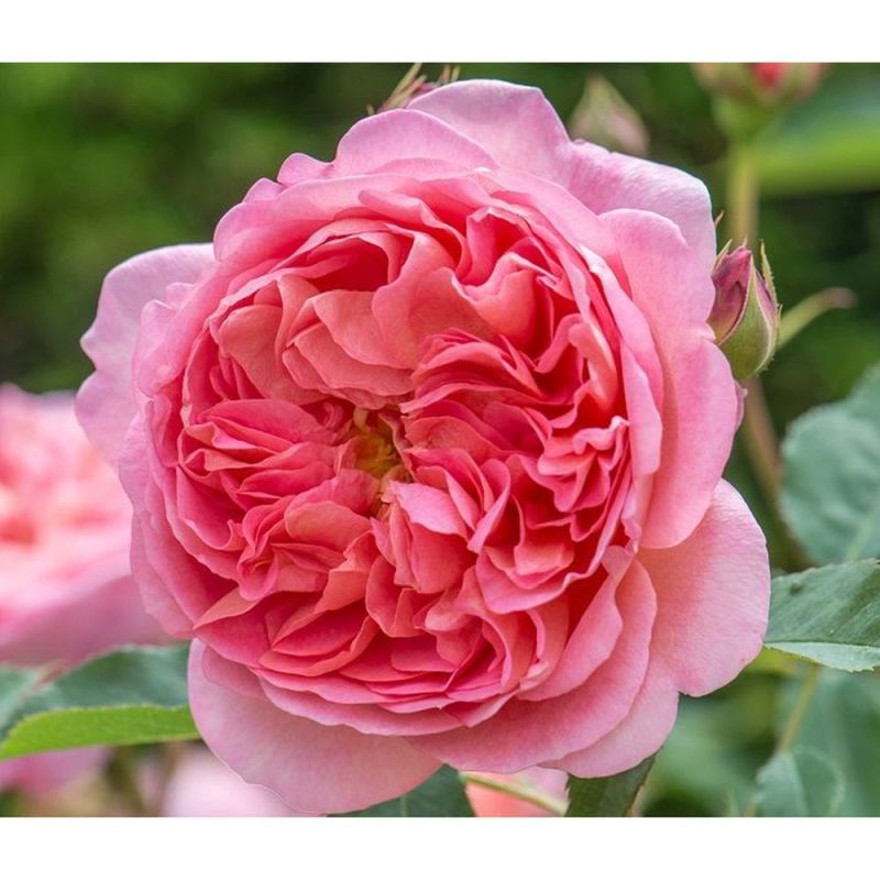 Boscobel David Austin Rose