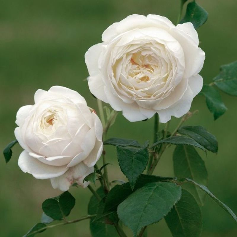 Claire Austin David Austin Rose