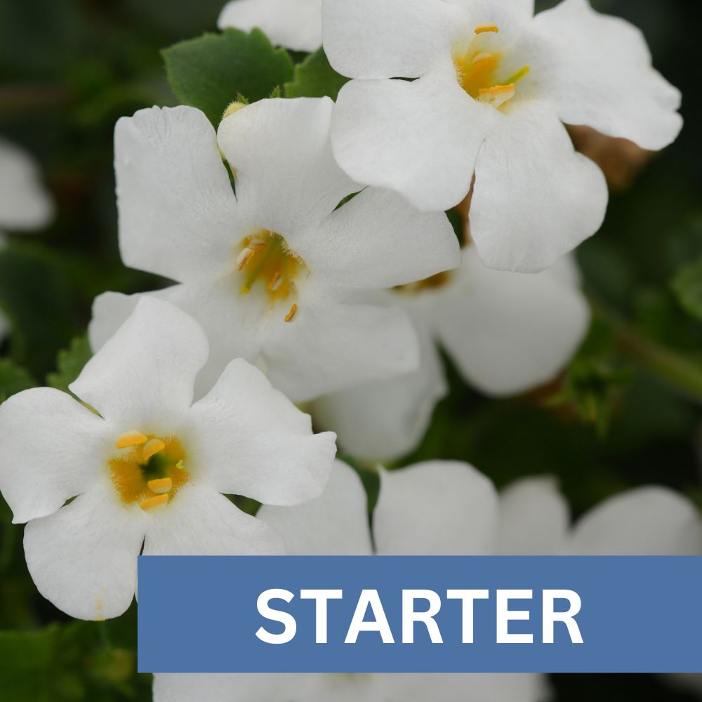 Bacopa Snowflake Plug Plant