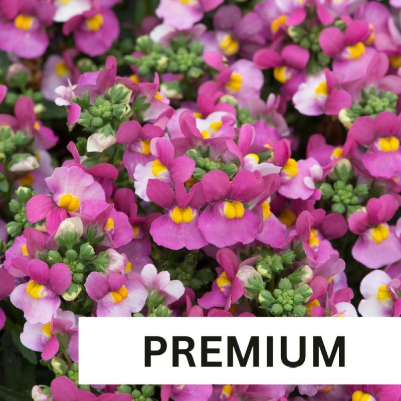 Nemesia Lady Dawn Plug Plant