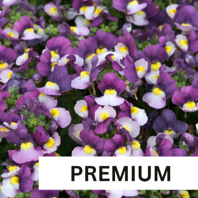 Nemesia Lady Jane Plug Plant