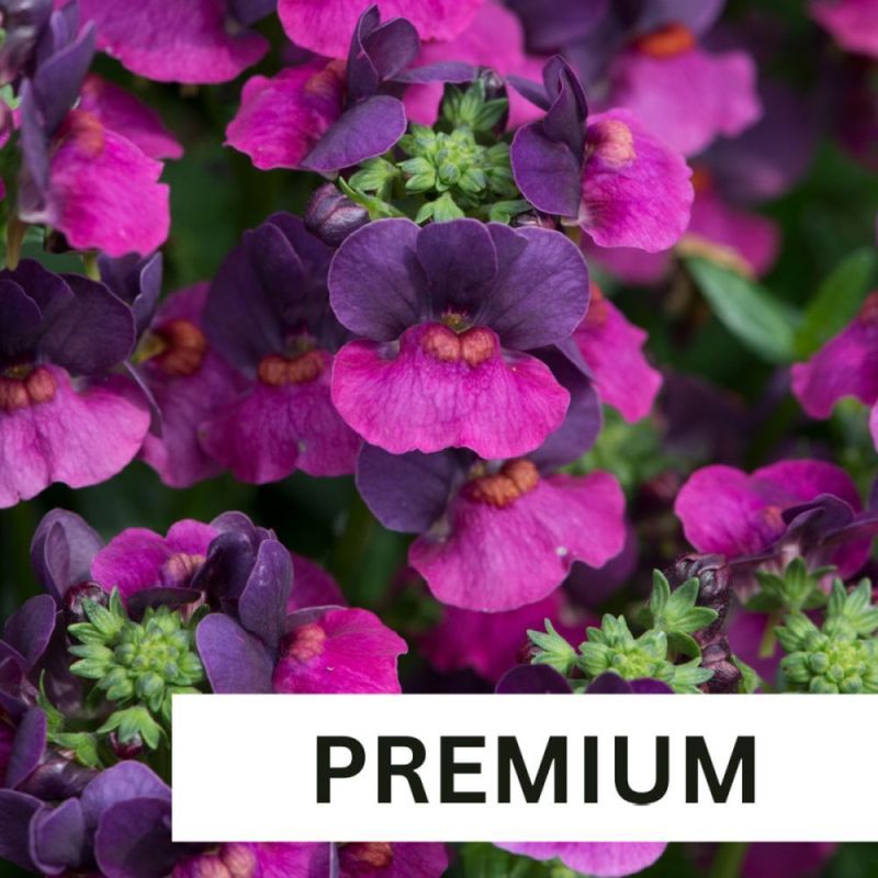 Nemesia Lady Lisa Plug Plant