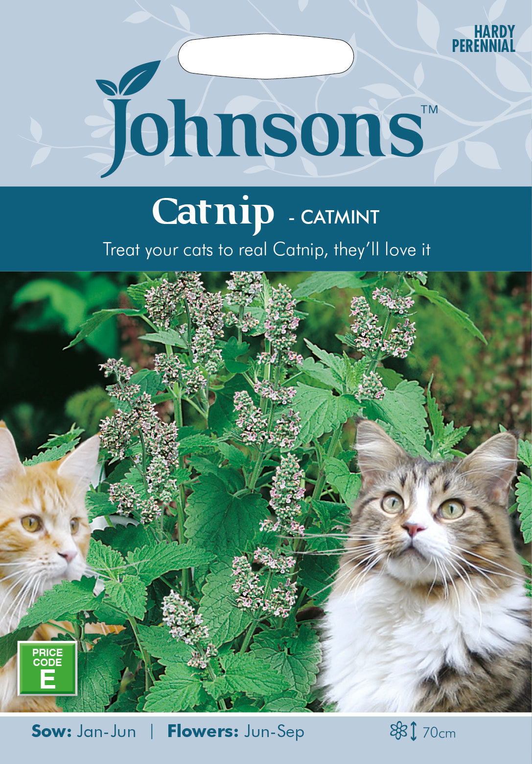 Catmint Catnip