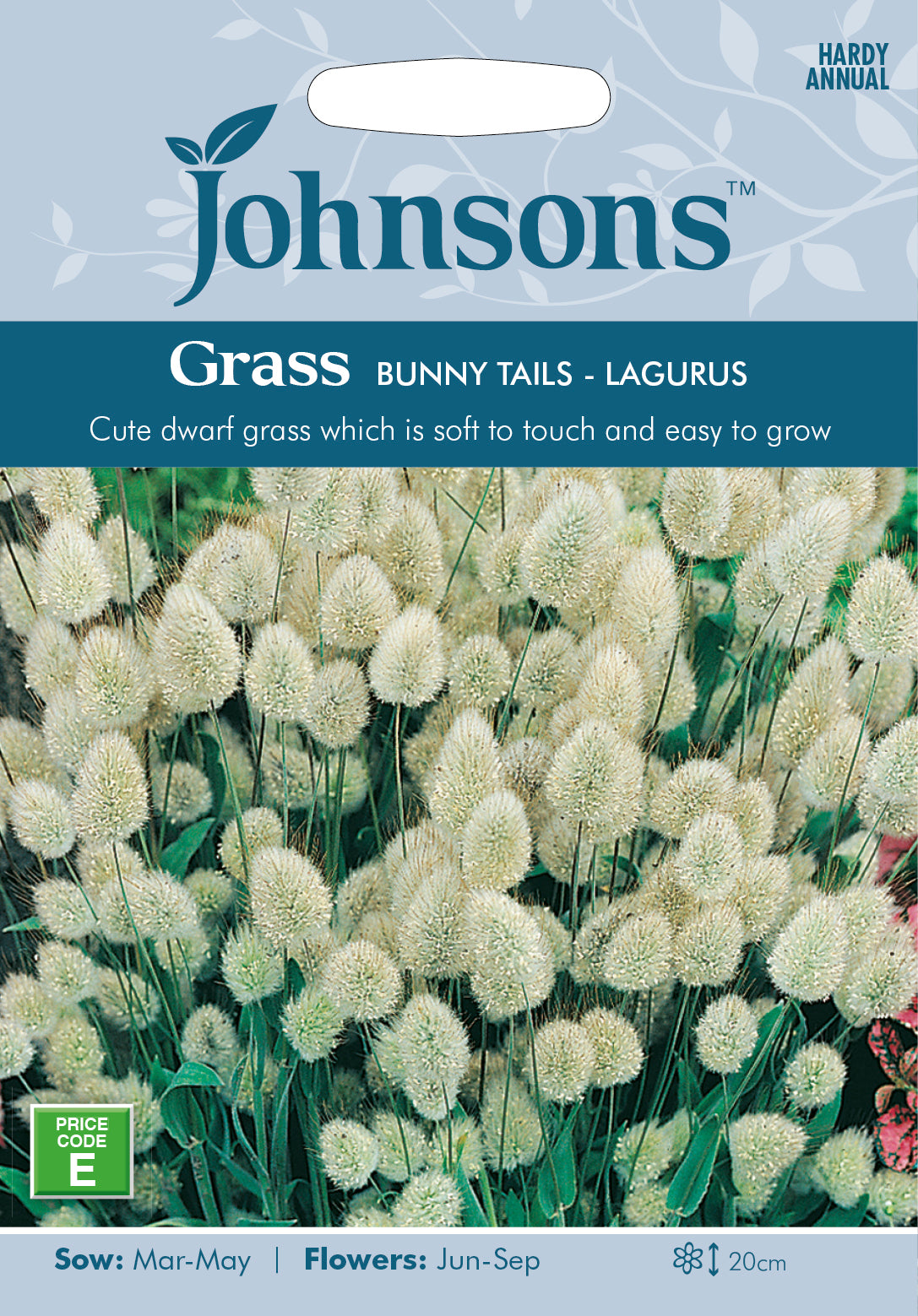 Grass Bunny Tails - Lagurus Ovatus Seeds