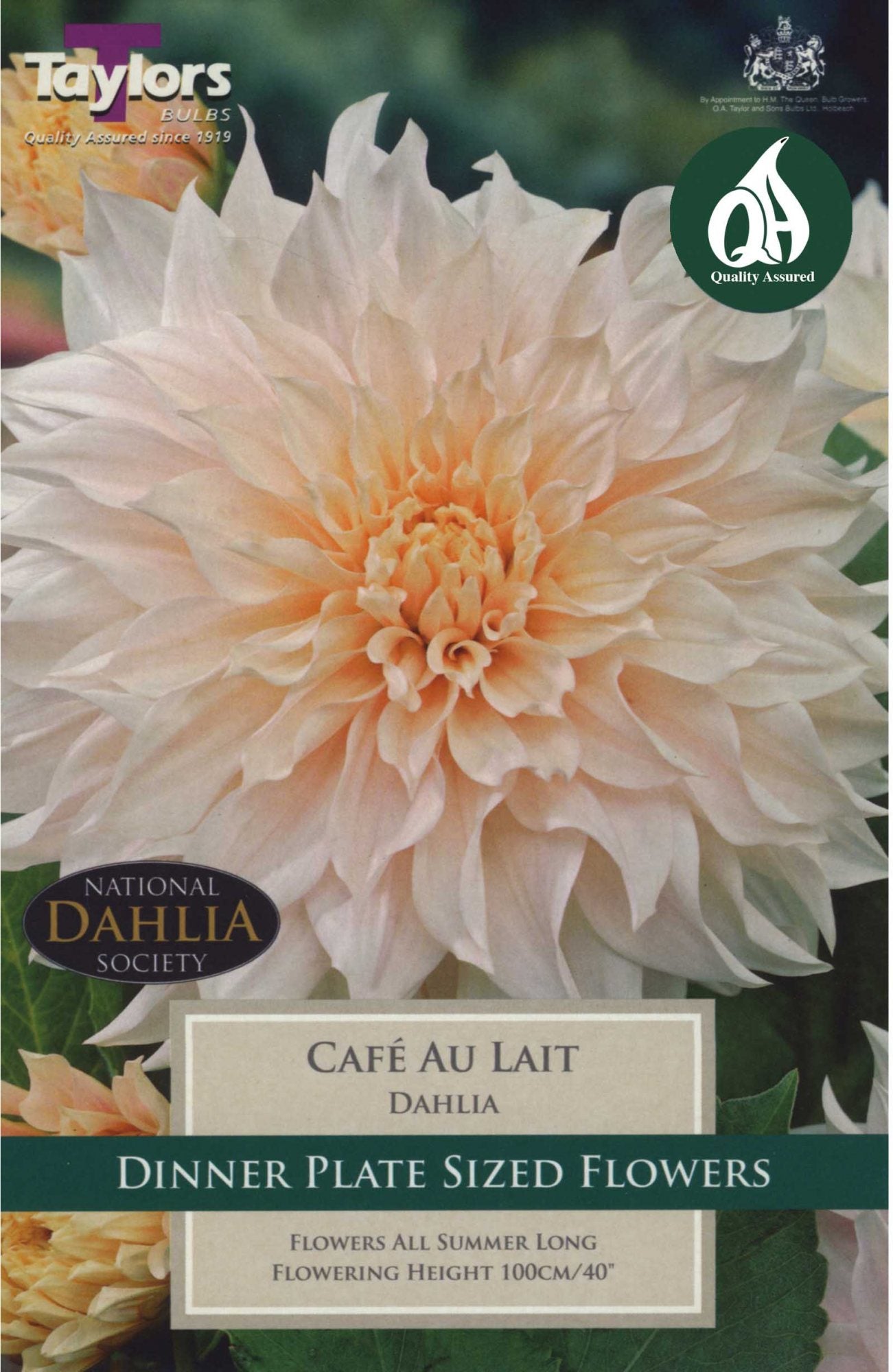 Dahlia Cafe Au Lait