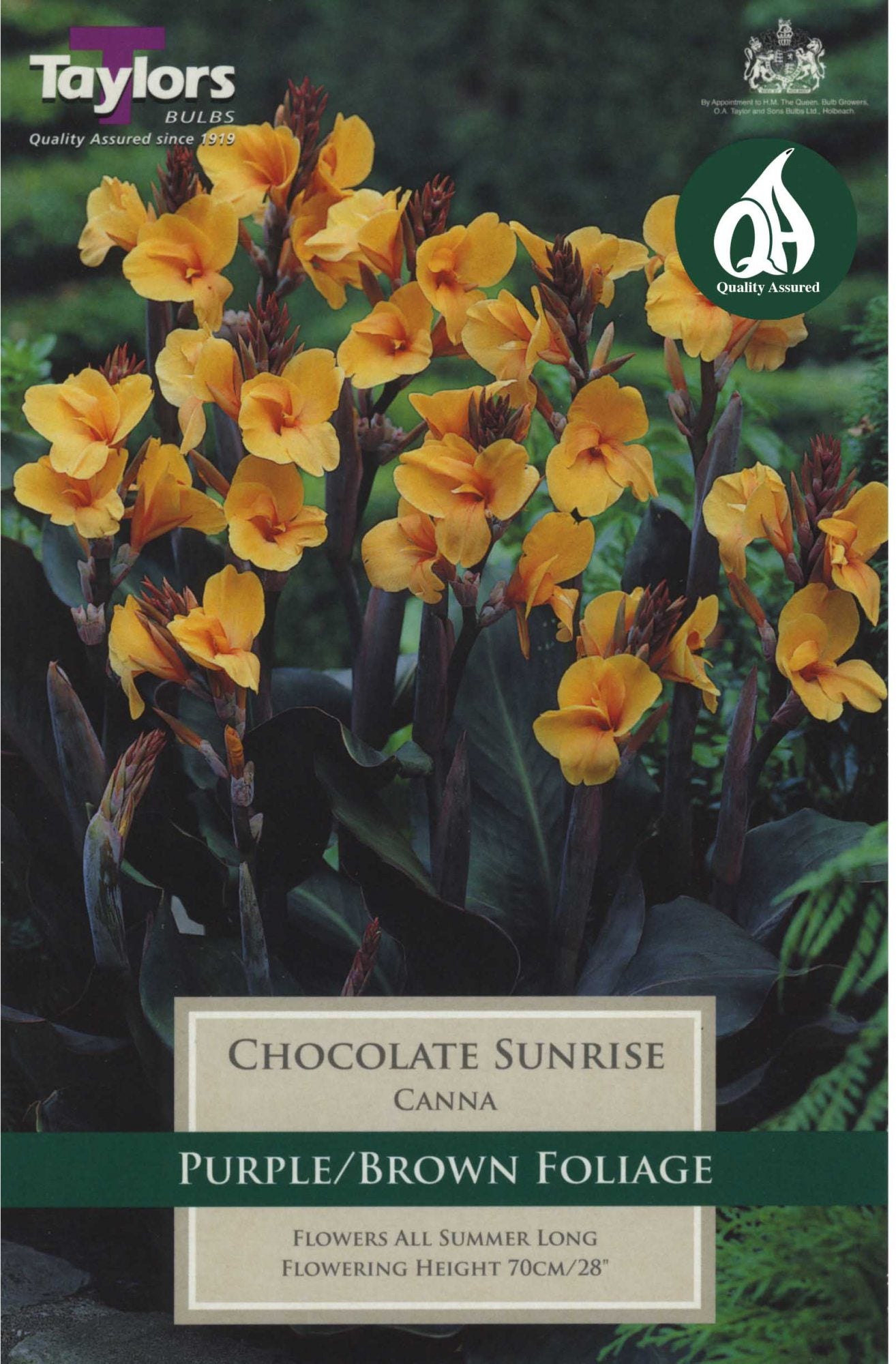 Canna Chocolate Sunrise