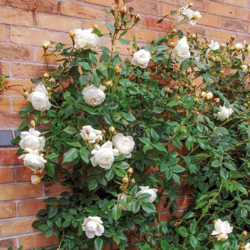 Claire Austin 6L English Climber Rose