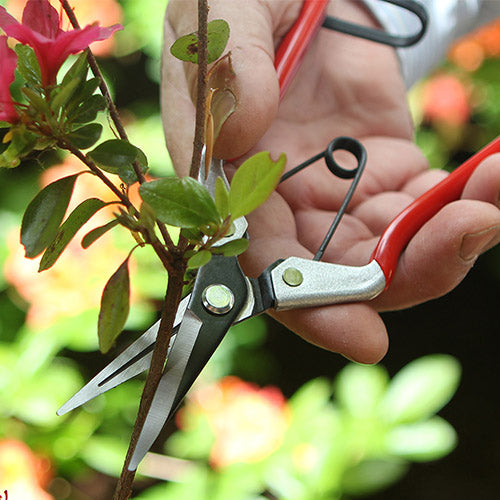 Vine Scissors